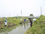 排水路草刈作業